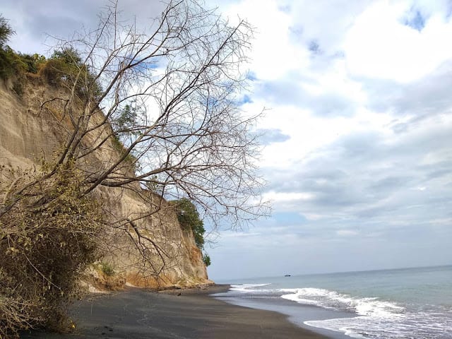 View Ranting pohon di sekitar area pantai berpasir hitam dan air laut biru