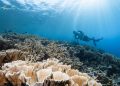 suasana bawah laut pemandangan terumbu karang dan biota laut di gili bidara
