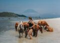 Wisatawan berada di pinggir pantai bersama beberapa kuda coklat