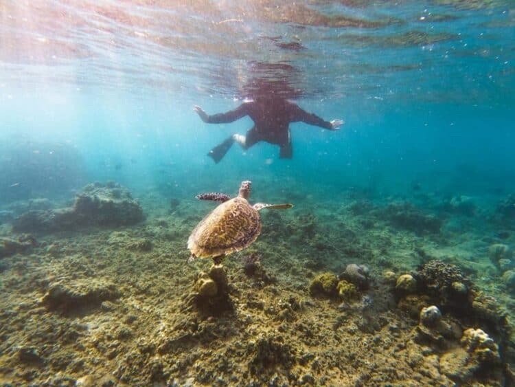 Pemandangan dasar laut terdapat seekor kura-kura
