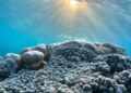 Batu karang di dasar laut Gili Asahan yang cantik