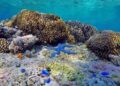 Pemandangan keindahan biota laut dan terumbu karang