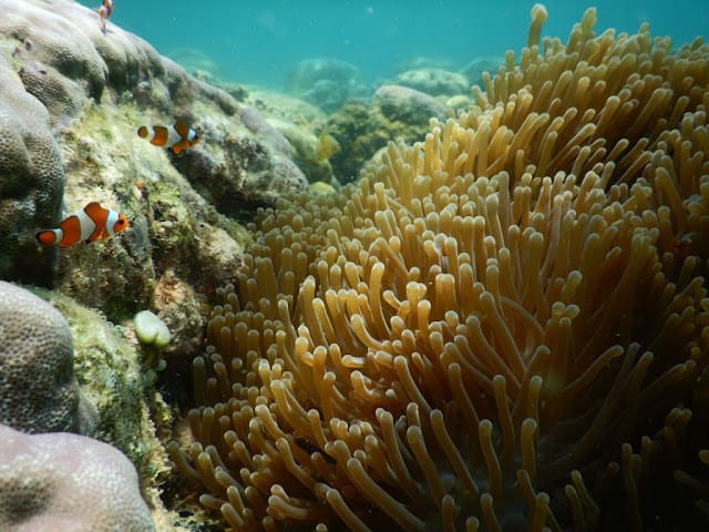 View pemandangan bawah laut dan biota laut