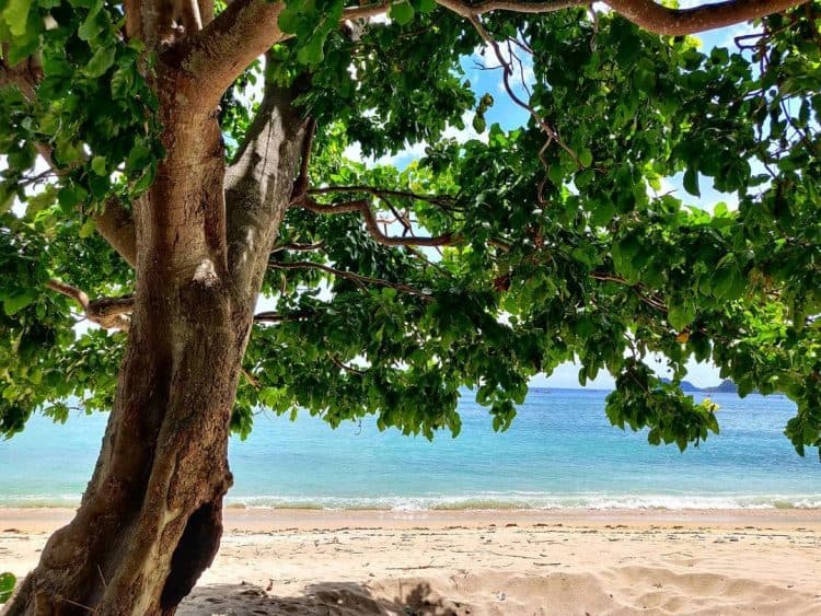 pohon di pinggir pantai berpasir putih dan berlaut biru di Pantai Belongas