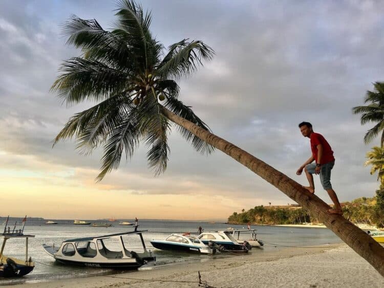 Wisatawan berdiri diatas pohon menghadap lautan di sore hari