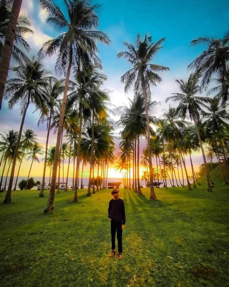 Wisatawan berdiri dengan latar barisan pohon kelapa di waktu senja