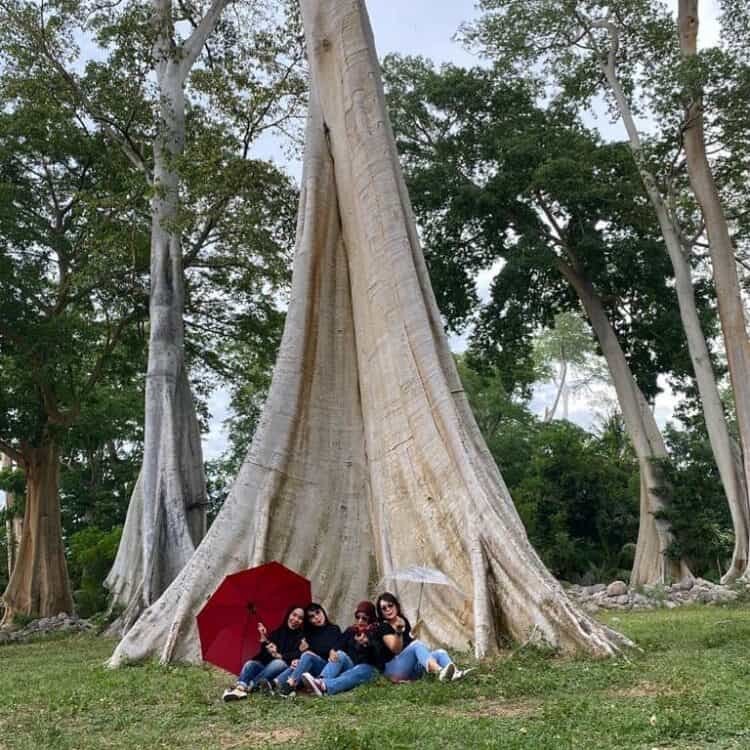 Wisatawan duduk bersantai di akar pohon yang sangat besar