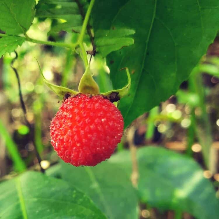 Buah resberry hutan