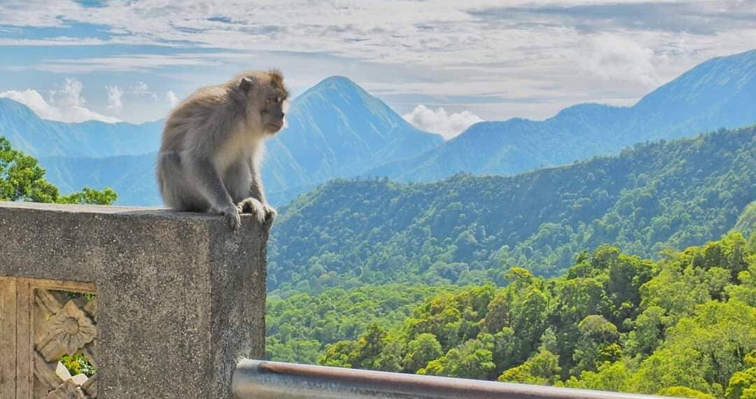 Monyet liar dikawasan Wisata Taman Pusuk Sembalun