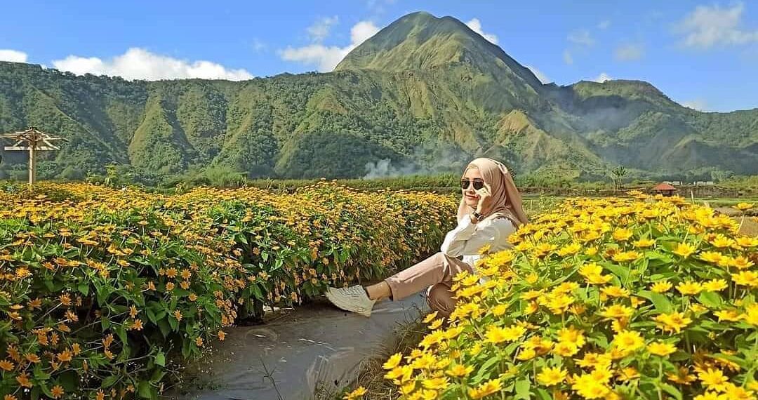 Taman bunga berwarna kuning dengan latar belakang Gunung Rinjani