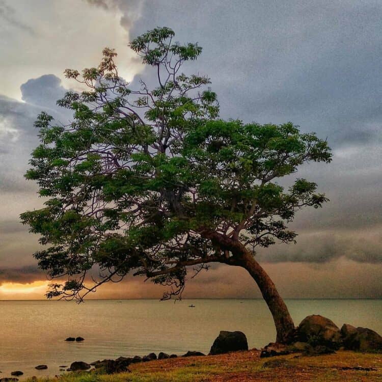 Pohon jomblo di Pantai Kuangwai