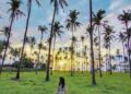 Keindahan jejeran pohon kelapa di Pantai Mangsit