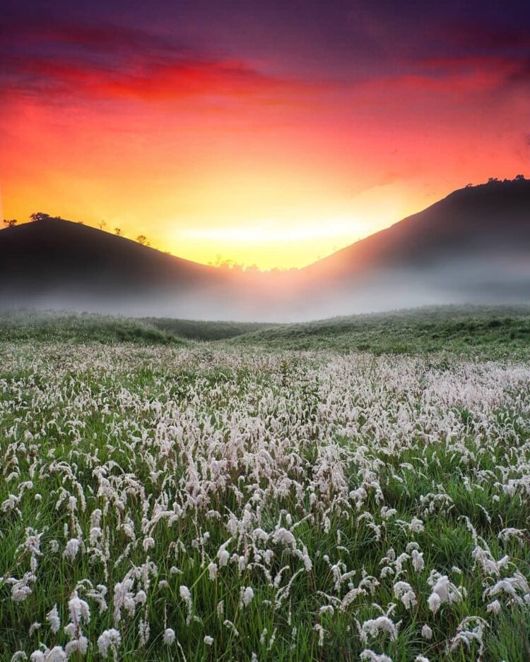 Pemandangan ilalang dan rumput di Savana Propok ketika matahari terbit