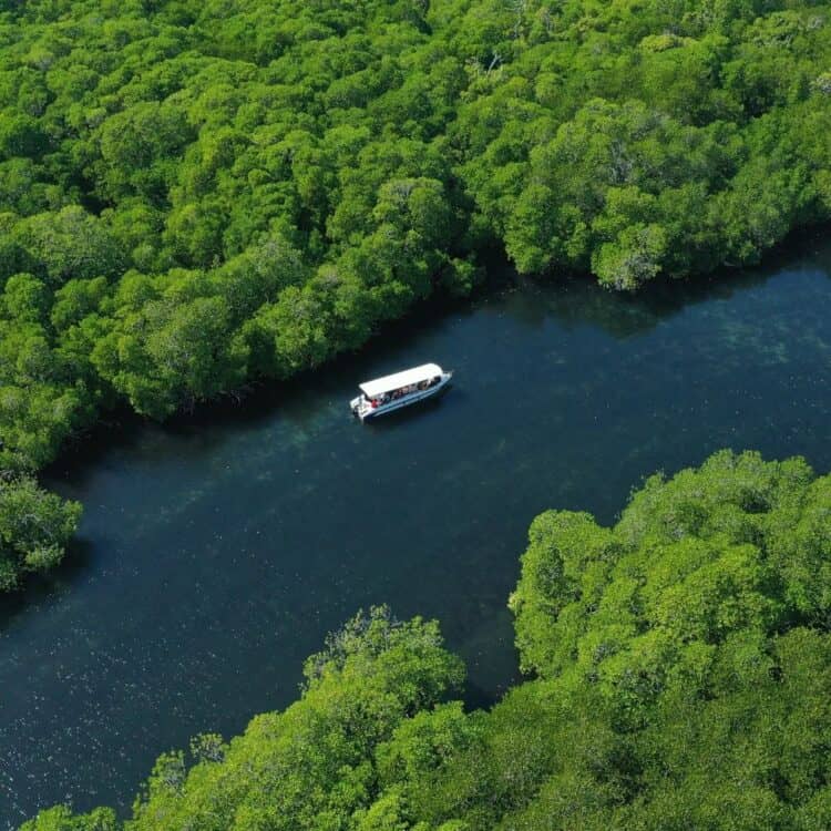 Pemandangan hutan mangrove dari atas udara Gili Sulat