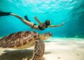 Wisatawan sedang snorkeling dan menemukan kura-kura