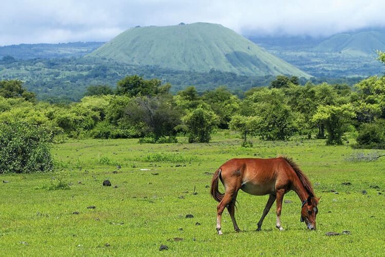 Seekor kuda memakan rumput di kaki Tambora