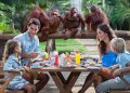 Wisatawan makan di depan kandang orang utan Bali Zoo