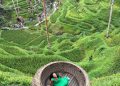 Pemandangan sawah hijau yang bertingkat tingkat di Bali