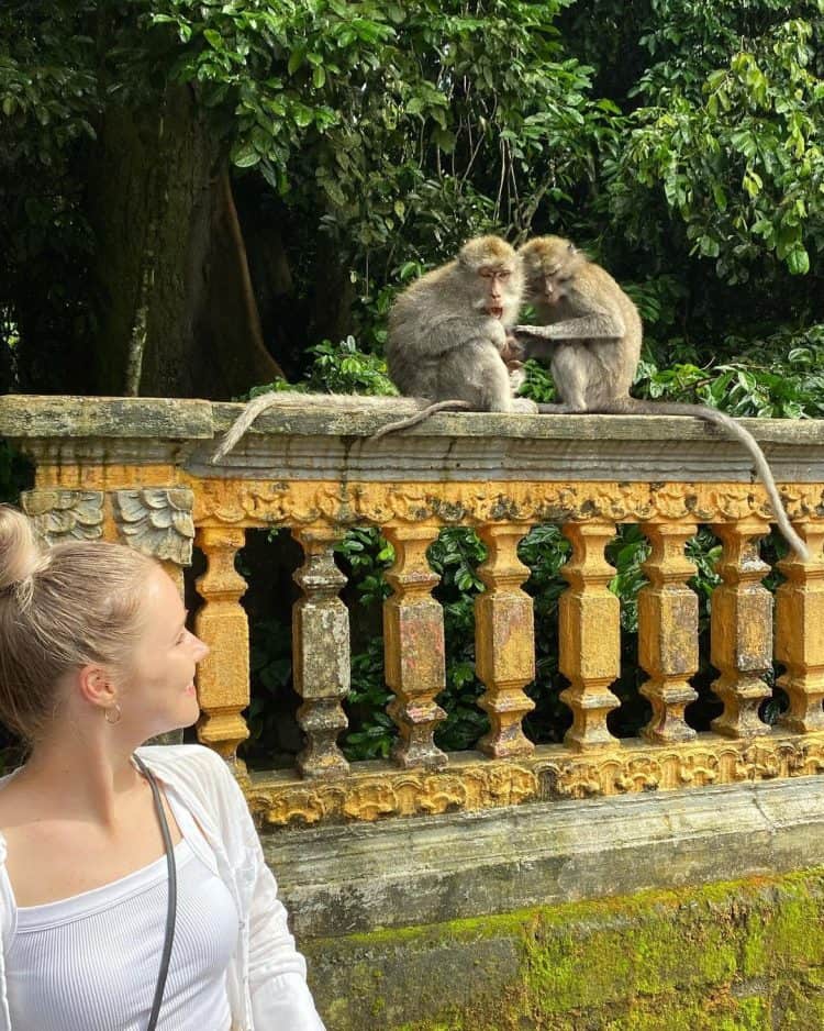Wisatawan sedang melihat dua ekor monyet makan di atas pagar