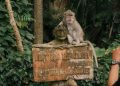 Monyet di Sangeh Monkey Forest